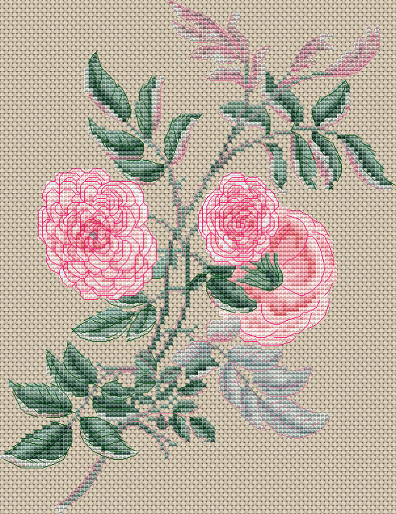 Floragenius Cross Stitch Kits - Rosa Gracilis by Henry Charles Andrews