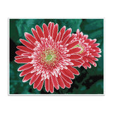 Diamond Dotz® Squares: Pink Gerberas