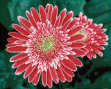 Diamond Dotz® Squares: Pink Gerberas
